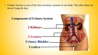 • Urinary System is one of the four excretory systems in our body. The other three are
bowel, lungs & skin.
Components of Urinary System
2 Kidneys
2 Ureters
Urinary Bladder
Urethra
 