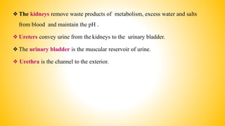 ❖The kidneys remove waste products of metabolism, excess water and salts
from blood and maintain the pH .
❖Ureters convey urine from the kidneys to the urinary bladder.
❖The urinary bladder is the muscular reservoir of urine.
❖ Urethra is the channel to the exterior.
 