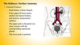 The Kidneys: Surface Anatomy
• External Features
– Each kidney is bean shaped.
– It has upper & lower poles,
medial and lateral borders,
and anterior and posterior
surfaces.
– The upper pole is broad & is in
close contact with the
corresponding suprarenal
glands.
– The lower pole is pointed.
 