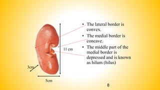 • The lateral border is
convex.
• The medial border is
concave.
• The middle part of the
medial border is
depressed and is known
as hilum (hilus)
11 cm
3cm
5cm
8
 