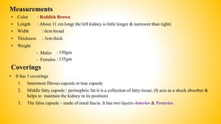Measurements
• Color
• Length
: Reddish Brown
: About 11 cm long( the left kidney is little longer & narrower than right)
: 6cm broad
: 3cm thick
• Width
• Thickness
• Weight
– Males
– Females
: 150gm
: 135gm
Coverings
• It has 3 coverings
1. Innermost fibrous capsule or true capsule
2. Middle fatty capsule / perinephric fat-it is a collection of fatty tissue. (It acts as a shock absorber &
helps to maintain the kidney in its position)
3. The false capsule – made of renal fascia .It has two layers-Anterior & Posterior.
 