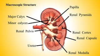 Macroscopic Structure
Renal Cortex
Renal Capsule
Renal Medulla
Renal Pelvis
Renal Pyramids
Ureter
Major Calyx
Minor calyces
Papilla
 