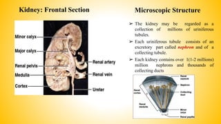 Kidney: Frontal Section Microscopic Structure
➢ The kidney may be regarded as a
collection of millions of uriniferous
tubules.
➢ Each uriniferous tubule consists of an
excretory part called nephron and of a
collecting tubule.
➢ Each kidney contains over 1(1-2 millions)
million nephrons and thousands of
collecting ducts
 