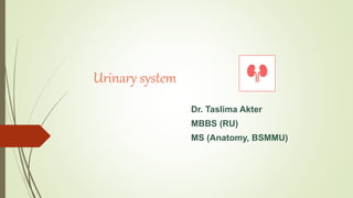 Urinary system
Dr. Taslima Akter
MBBS (RU)
MS (Anatomy, BSMMU)
 