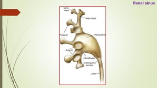 Sinus Rénaux Anatomy of Urinary system | PPTX