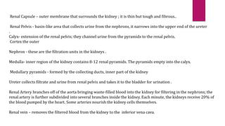 Renal Capsule – outer membrane that surrounds the kidney ; it is thin but tough and fibrous..
Renal Pelvis - basin-like area that collects urine from the nephrons, it narrows into the upper end of the ureter
.
Calyx- extension of the renal pelvis; they channel urine from the pyramids to the renal pelvis.
Cortex the outer
Nephron - these are the filtration units in the kidneys .
Medulla- inner region of the kidney contains 8-12 renal pyramids. The pyramids empty into the calyx.
Medullary pyramids - formed by the collecting ducts, inner part of the kidney
Ureter collects filtrate and urine from renal pelvis and takes it to the bladder for urination .
Renal Artery branches off of the aorta bringing waste-filled blood into the kidney for filtering in the nephrons; the
renal artery is further subdivided into several branches inside the kidney. Each minute, the kidneys receive 20% of
the blood pumped by the heart. Some arteries nourish the kidney cells themselves.
Renal vein – removes the filtered blood from the kidney to the inferior vena cava.
 