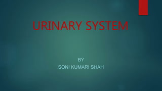 URINARY SYSTEM
BY
SONI KUMARI SHAH
 