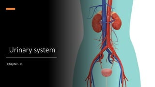 Urinary system
Chapter -11
 