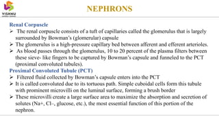 Renal Corpuscle
 The renal corpuscle consists of a tuft of capillaries called the glomerulus that is largely
surrounded by Bowman’s (glomerular) capsule
 The glomerulus is a high-pressure capillary bed between afferent and efferent arterioles.
 As blood passes through the glomerulus, 10 to 20 percent of the plasma filters between
these sieve- like fingers to be captured by Bowman’s capsule and funneled to the PCT
(proximal convoluted tubules).
Proximal Convoluted Tubule (PCT)
 Filtered fluid collected by Bowman’s capsule enters into the PCT
 It is called convoluted due to its tortuous path. Simple cuboidal cells form this tubule
with prominent microvilli on the luminal surface, forming a brush border
 These microvilli create a large surface area to maximize the absorption and secretion of
solutes (Na+, Cl–, glucose, etc.), the most essential function of this portion of the
nephron.
NEPHRONS
 