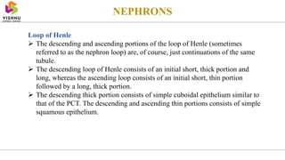 NEPHRONS
Loop of Henle
 The descending and ascending portions of the loop of Henle (sometimes
referred to as the nephron loop) are, of course, just continuations of the same
tubule.
 The descending loop of Henle consists of an initial short, thick portion and
long, whereas the ascending loop consists of an initial short, thin portion
followed by a long, thick portion.
 The descending thick portion consists of simple cuboidal epithelium similar to
that of the PCT. The descending and ascending thin portions consists of simple
squamous epithelium.
 