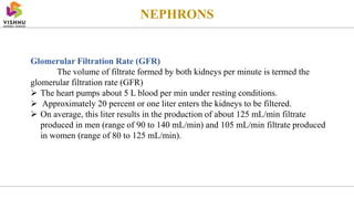 Glomerular Filtration Rate (GFR)
The volume of filtrate formed by both kidneys per minute is termed the
glomerular filtration rate (GFR)
 The heart pumps about 5 L blood per min under resting conditions.
 Approximately 20 percent or one liter enters the kidneys to be filtered.
 On average, this liter results in the production of about 125 mL/min filtrate
produced in men (range of 90 to 140 mL/min) and 105 mL/min filtrate produced
in women (range of 80 to 125 mL/min).
NEPHRONS
 