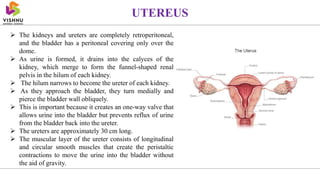  The kidneys and ureters are completely retroperitoneal,
and the bladder has a peritoneal covering only over the
dome.
 As urine is formed, it drains into the calyces of the
kidney, which merge to form the funnel-shaped renal
pelvis in the hilum of each kidney.
 The hilum narrows to become the ureter of each kidney.
 As they approach the bladder, they turn medially and
pierce the bladder wall obliquely.
 This is important because it creates an one-way valve that
allows urine into the bladder but prevents reflux of urine
from the bladder back into the ureter.
 The ureters are approximately 30 cm long.
 The muscular layer of the ureter consists of longitudinal
and circular smooth muscles that create the peristaltic
contractions to move the urine into the bladder without
the aid of gravity.
UTEREUS
 