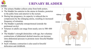  The urinary bladder collects urine from both ureters.
 The bladder lies anterior to the uterus in females, posterior
to the pubic bone and anterior to the rectum.
 During late pregnancy, its capacity is reduced due to
compression by the enlarging uterus, resulting in increased
frequency of urination.
 The bladder is partially retroperitoneal (outside the
peritoneal cavity)
 Volumes in adults can range from nearly zero to 500–600
ML
 The bladder’s strength diminishes with age, but voluntary
contractions of abdominal skeletal muscles can increase
intra-abdominal pressure to promote more forceful bladder
emptying.
 Such voluntary contraction is also used in forceful
defecation and childbirth.
URINARY BLADDER
 