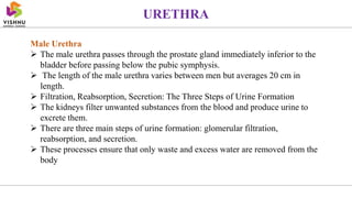 Male Urethra
 The male urethra passes through the prostate gland immediately inferior to the
bladder before passing below the pubic symphysis.
 The length of the male urethra varies between men but averages 20 cm in
length.
 Filtration, Reabsorption, Secretion: The Three Steps of Urine Formation
 The kidneys filter unwanted substances from the blood and produce urine to
excrete them.
 There are three main steps of urine formation: glomerular filtration,
reabsorption, and secretion.
 These processes ensure that only waste and excess water are removed from the
body
URETHRA
 