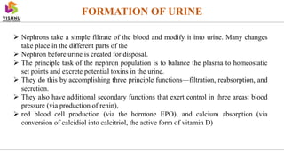 FORMATION OF URINE
 Nephrons take a simple filtrate of the blood and modify it into urine. Many changes
take place in the different parts of the
 Nephron before urine is created for disposal.
 The principle task of the nephron population is to balance the plasma to homeostatic
set points and excrete potential toxins in the urine.
 They do this by accomplishing three principle functions—filtration, reabsorption, and
secretion.
 They also have additional secondary functions that exert control in three areas: blood
pressure (via production of renin),
 red blood cell production (via the hormone EPO), and calcium absorption (via
conversion of calcidiol into calcitriol, the active form of vitamin D)
 