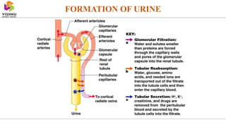 FORMATION OF URINE
 