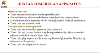 JUXTAGLOMERULAR APPARATUS
Macula densa cells
 These are specialized renal tubular epithelial cells
 Situated between afferent and efferent arterioles of the same nephron
 Macula densa plays important role in tubuloglomerual feedback mechanism
 These cells are not innervated
Extraglomerular mesangial cells
 These cells are also called agranular cells, lacis cells
 These cells are situated in the triangular region bound by afferent arteriole,
efferent arteriole & macula densa cells
 These cells play important role in the regulation of glomerular filteration by
their contractile property
 These cells are phagocytic in nature
 