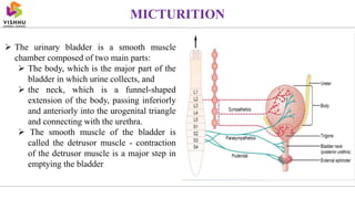  The urinary bladder is a smooth muscle
chamber composed of two main parts:
 The body, which is the major part of the
bladder in which urine collects, and
 the neck, which is a funnel-shaped
extension of the body, passing inferiorly
and anteriorly into the urogenital triangle
and connecting with the urethra.
 The smooth muscle of the bladder is
called the detrusor muscle - contraction
of the detrusor muscle is a major step in
emptying the bladder
MICTURITION
 