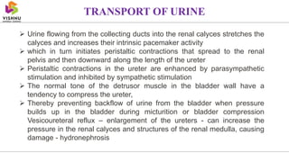  Urine flowing from the collecting ducts into the renal calyces stretches the
calyces and increases their intrinsic pacemaker activity
 which in turn initiates peristaltic contractions that spread to the renal
pelvis and then downward along the length of the ureter
 Peristaltic contractions in the ureter are enhanced by parasympathetic
stimulation and inhibited by sympathetic stimulation
 The normal tone of the detrusor muscle in the bladder wall have a
tendency to compress the ureter,
 Thereby preventing backflow of urine from the bladder when pressure
builds up in the bladder during micturition or bladder compression
Vesicoureteral reflux – enlargement of the ureters - can increase the
pressure in the renal calyces and structures of the renal medulla, causing
damage - hydronephrosis
TRANSPORT OF URINE
 