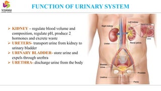 FUNCTION OF URINARY SYSTEM
 KIDNEY – regulate blood volume and
composition, regulate pH, produce 2
hormones and excrete waste
 URETERS- transport urine from kidney to
urinary bladder
 URINARY BLADDER- store urine and
expels through urethra
 URETHRA- discharge urine from the body
 