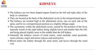 KIDNEYS
The kidneys are two bean shaped organs found on the left and right sides of the
body in vertebrates
They are located at the back of the abdominal cavity in the retroperitoneal space
The kidneys are located high in the abdominal cavity, one on each side of the
spine, and lie in a retroperitoneal position at a slightly oblique angle
The asymmetry within the abdominal cavity, caused by the position of the liver,
typically results in the right kidney being slightly lower and smaller than the left,
and being placed slightly more to the middle than the left kidney.
Internally the kidneys consist of renal cortex, renal medulla, renal pyramids,
renal columns, major and minor calyces and renal pelvis
Blood enters the kidney through the renal artery and leaves through the renal
vein
 