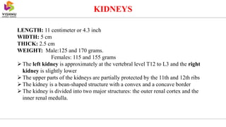 KIDNEYS
LENGTH: 11 centimeter or 4.3 inch
WIDTH: 5 cm
THICK: 2.5 cm
WEIGHT: Male:125 and 170 grams.
Females: 115 and 155 grams
The left kidney is approximately at the vertebral level T12 to L3 and the right
kidney is slightly lower
The upper parts of the kidneys are partially protected by the 11th and 12th ribs
The kidney is a bean-shaped structure with a convex and a concave border
The kidney is divided into two major structures: the outer renal cortex and the
inner renal medulla.
 