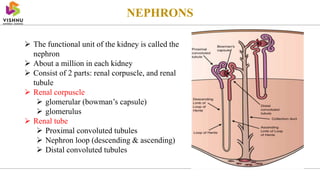NEPHRONS
 The functional unit of the kidney is called the
nephron
 About a million in each kidney
 Consist of 2 parts: renal corpuscle, and renal
tubule
 Renal corpuscle
 glomerular (bowman’s capsule)
 glomerulus
 Renal tube
 Proximal convoluted tubules
 Nephron loop (descending & ascending)
 Distal convoluted tubules
 