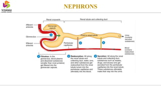 NEPHRONS
 