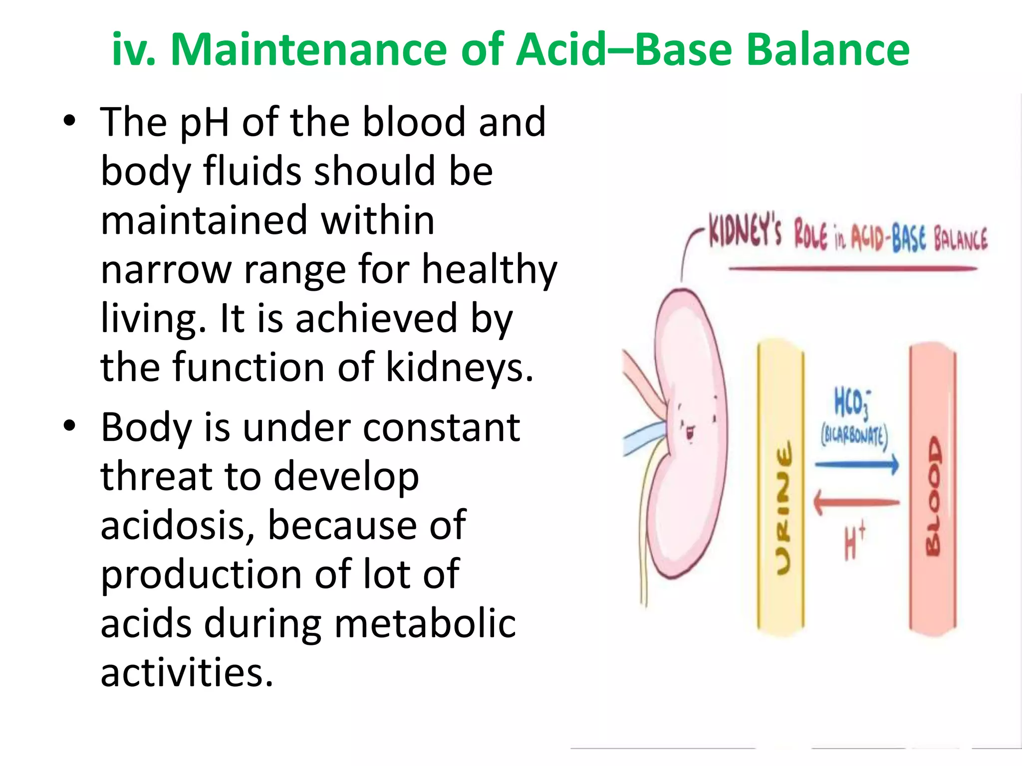 iv. Maintenance of Acid–Base Balance
• The pH of the blood and
body fluids should be
maintained within
narrow range for healthy
living. It is achieved by
the function of kidneys.
• Body is under constant
threat to develop
acidosis, because of
production of lot of
acids during metabolic
activities.
 