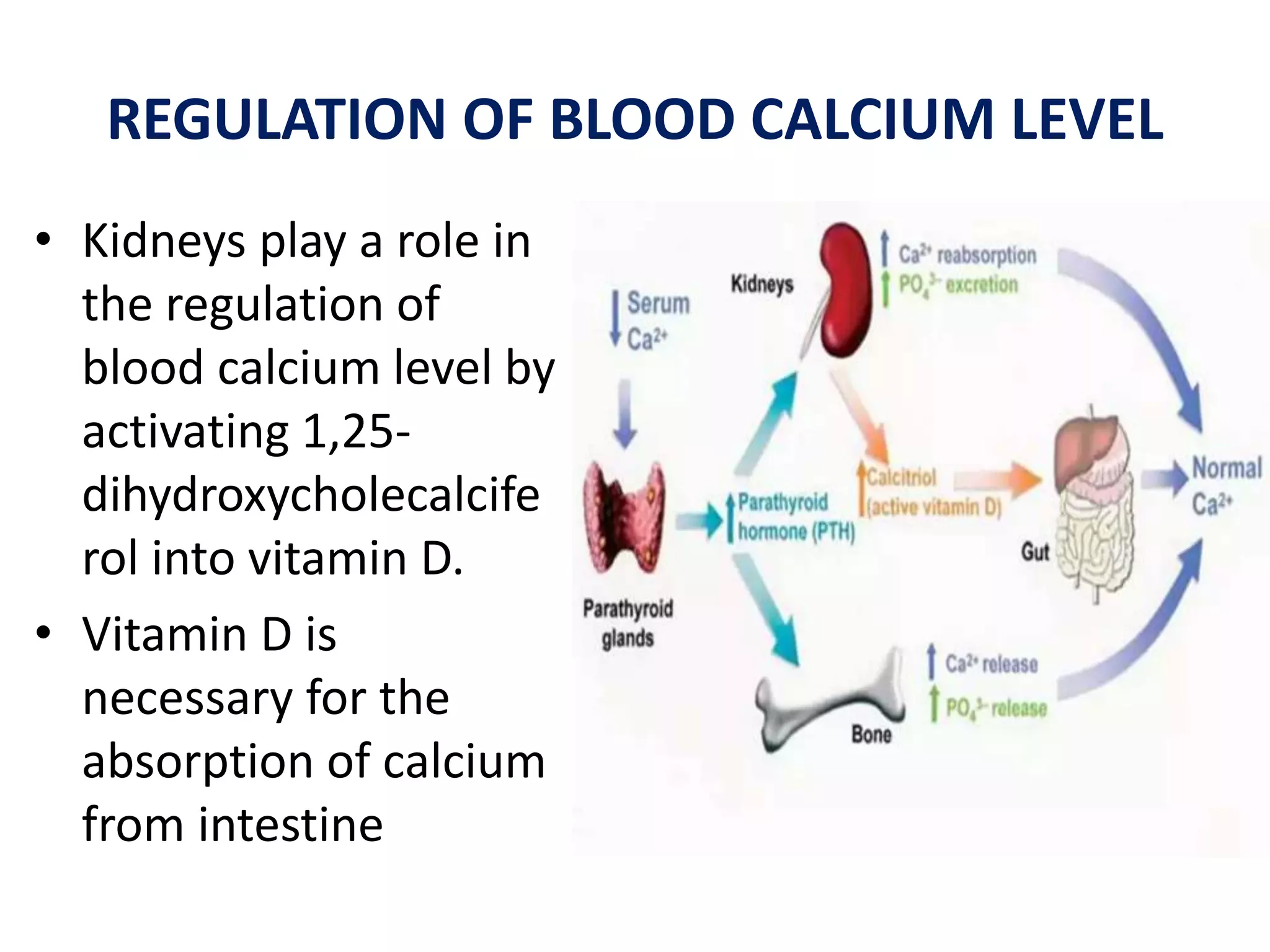 REGULATION OF BLOOD CALCIUM LEVEL
• Kidneys play a role in
the regulation of
blood calcium level by
activating 1,25-
dihydroxycholecalcife
rol into vitamin D.
• Vitamin D is
necessary for the
absorption of calcium
from intestine
 