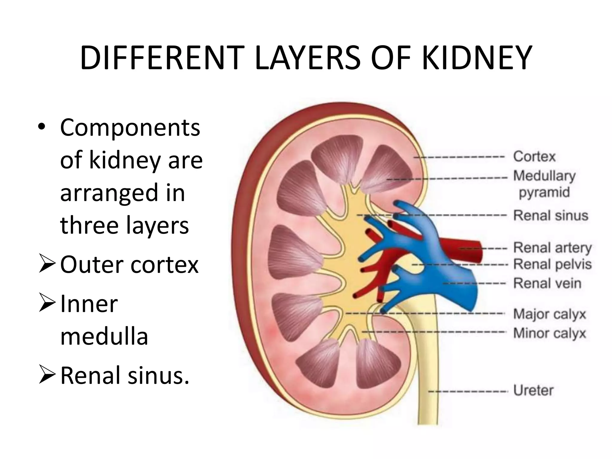 DIFFERENT LAYERS OF KIDNEY
• Components
of kidney are
arranged in
three layers
Outer cortex
Inner
medulla
Renal sinus.
 