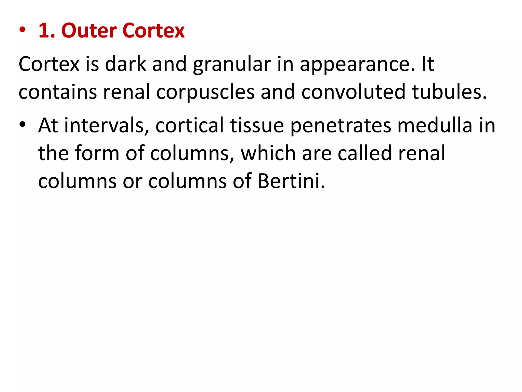 • 1. Outer Cortex
Cortex is dark and granular in appearance. It
contains renal corpuscles and convoluted tubules.
• At intervals, cortical tissue penetrates medulla in
the form of columns, which are called renal
columns or columns of Bertini.
 