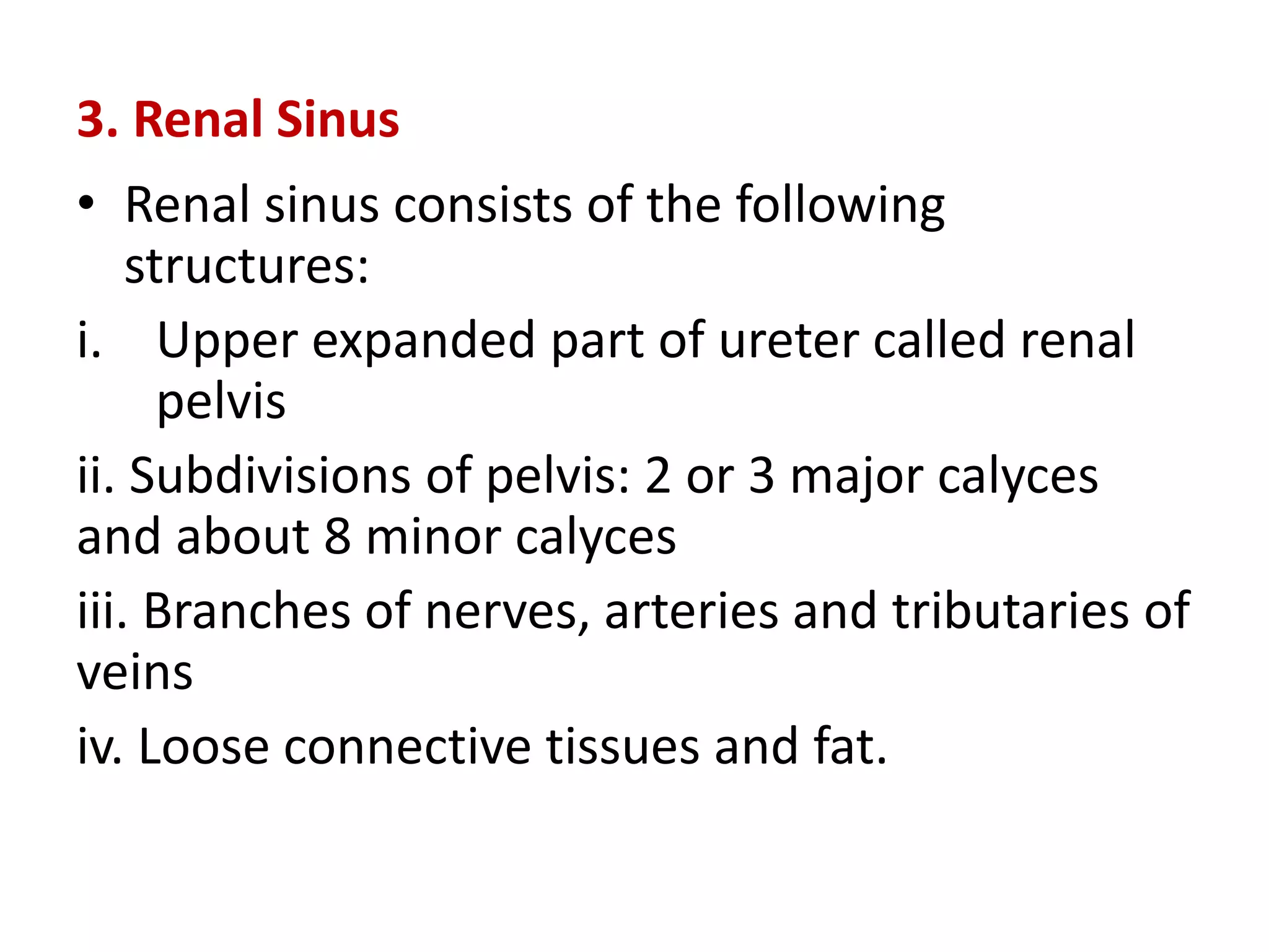 3. Renal Sinus
• Renal sinus consists of the following
structures:
i. Upper expanded part of ureter called renal
pelvis
ii. Subdivisions of pelvis: 2 or 3 major calyces
and about 8 minor calyces
iii. Branches of nerves, arteries and tributaries of
veins
iv. Loose connective tissues and fat.
 