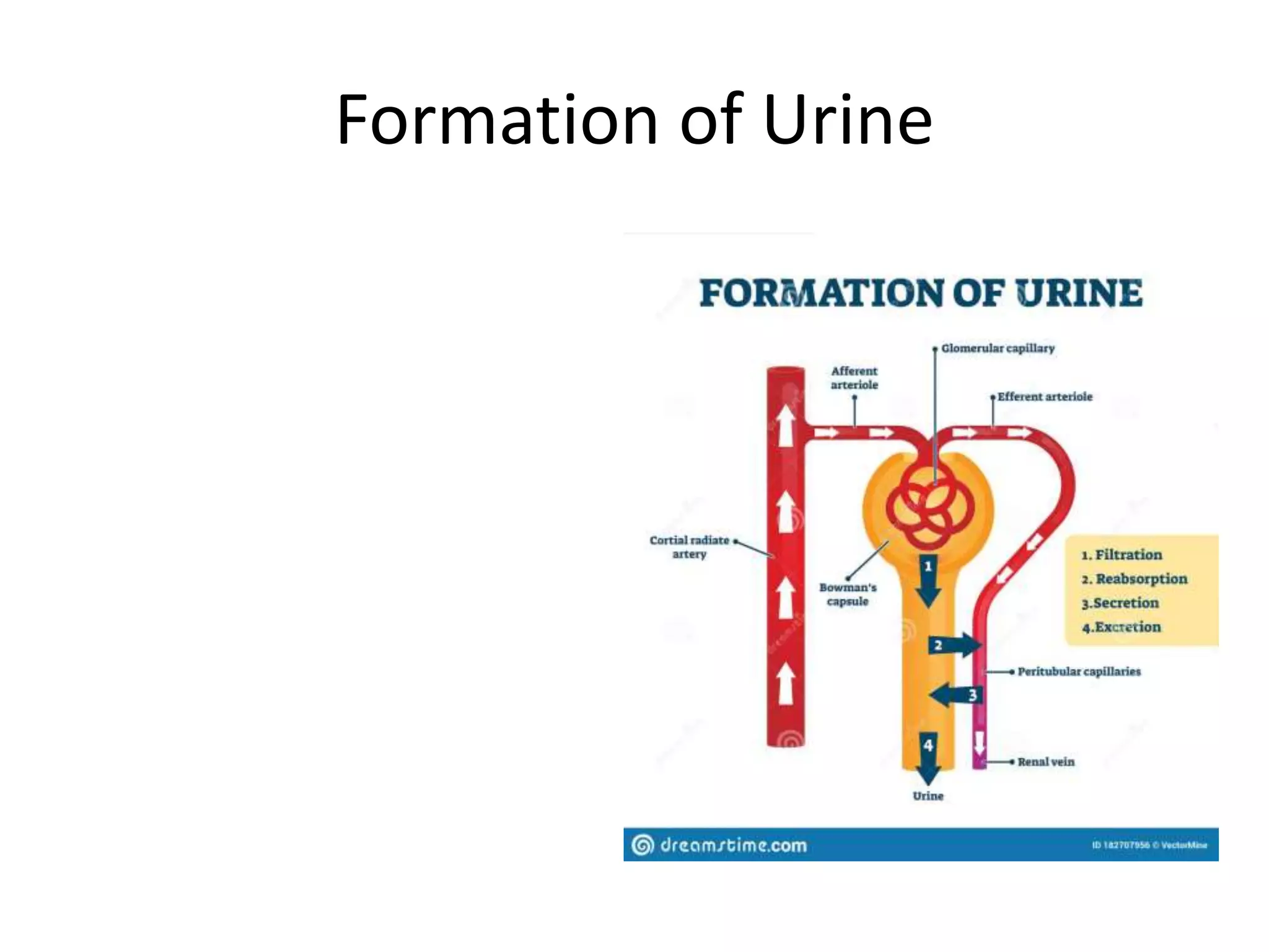 Formation of Urine
 