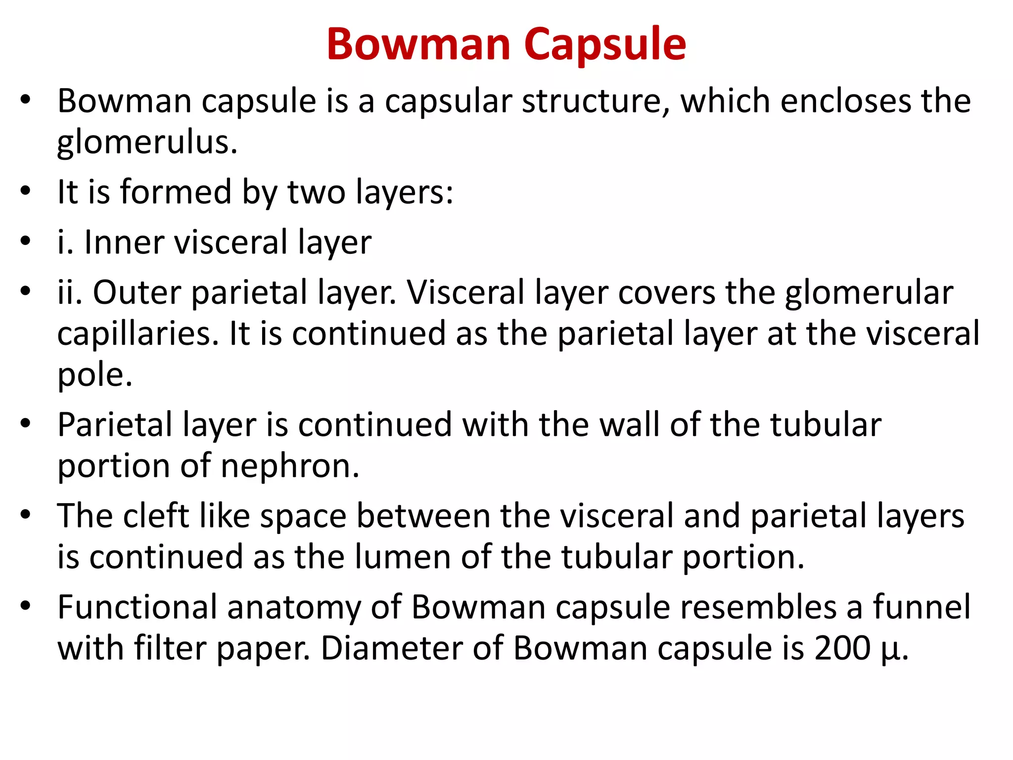 Bowman Capsule
• Bowman capsule is a capsular structure, which encloses the
glomerulus.
• It is formed by two layers:
• i. Inner visceral layer
• ii. Outer parietal layer. Visceral layer covers the glomerular
capillaries. It is continued as the parietal layer at the visceral
pole.
• Parietal layer is continued with the wall of the tubular
portion of nephron.
• The cleft like space between the visceral and parietal layers
is continued as the lumen of the tubular portion.
• Functional anatomy of Bowman capsule resembles a funnel
with filter paper. Diameter of Bowman capsule is 200 µ.
 