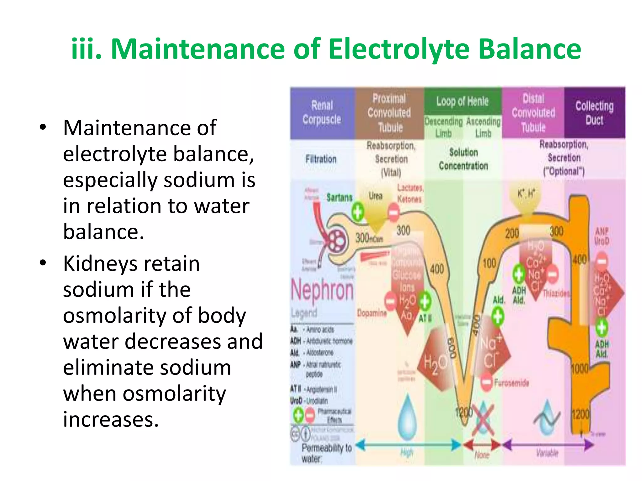 iii. Maintenance of Electrolyte Balance
• Maintenance of
electrolyte balance,
especially sodium is
in relation to water
balance.
• Kidneys retain
sodium if the
osmolarity of body
water decreases and
eliminate sodium
when osmolarity
increases.
 