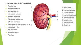 URINARY SYSTEM.pptx
