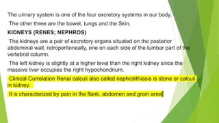 The urinary system is one of the four excretory systems in our body.
The other three are the bowel, Iungs and the Skin.
KIDNEYS (RENES; NEPHROS)
The kidneys are a pair of excretory organs situated on the posterior
abdominal wall, retroperitoneally, one on each side of the lumbar part of the
vertebral column.
The left kidney is slightly at a higher level than the right kidney since the
massive liver occupies the right hypochondrium.
Clinical Correlation Renal calculi also called nephrolithiasis is stone or calculi
in kidney.
It is characterized by pain in the flank, abdomen and groin area
 