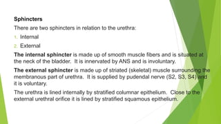 Sphincters
There are two sphincters in relation to the urethra:
1. Internal
2. External
The internal sphincter is made up of smooth muscle fibers and is situated at
the neck of the bladder. It is innervated by ANS and is involuntary.
The external sphincter is made up of striated (skeletal) muscle surrounding the
membranous part of urethra. It is supplied by pudendal nerve (S2, S3, S4) and
it is voluntary.
The urethra is lined internally by stratified columnar epithelium. Close to the
external urethral orifice it is lined by stratified squamous epithelium.
 