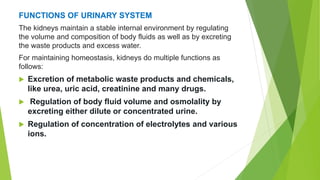 FUNCTIONS OF URINARY SYSTEM
The kidneys maintain a stable internal environment by regulating
the volume and composition of body fluids as well as by excreting
the waste products and excess water.
For maintaining homeostasis, kidneys do multiple functions as
follows:
 Excretion of metabolic waste products and chemicals,
like urea, uric acid, creatinine and many drugs.
 Regulation of body fluid volume and osmolality by
excreting either dilute or concentrated urine.
 Regulation of concentration of electrolytes and various
ions.
 