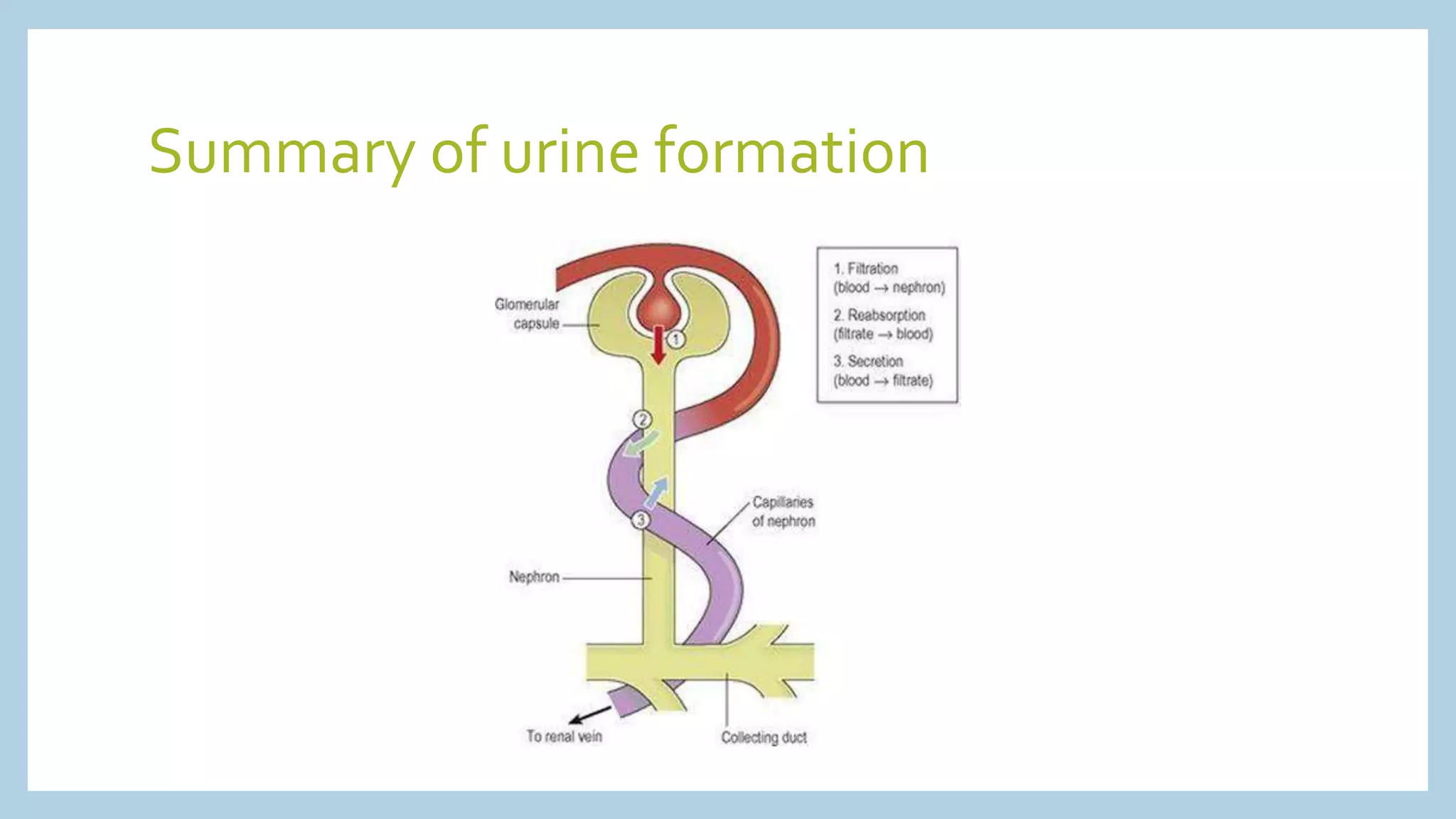 Summary of urine formation
 