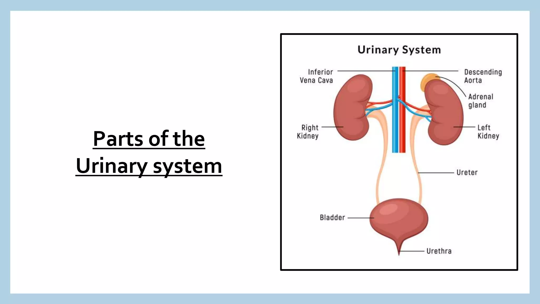 Parts of the
Urinary system
 