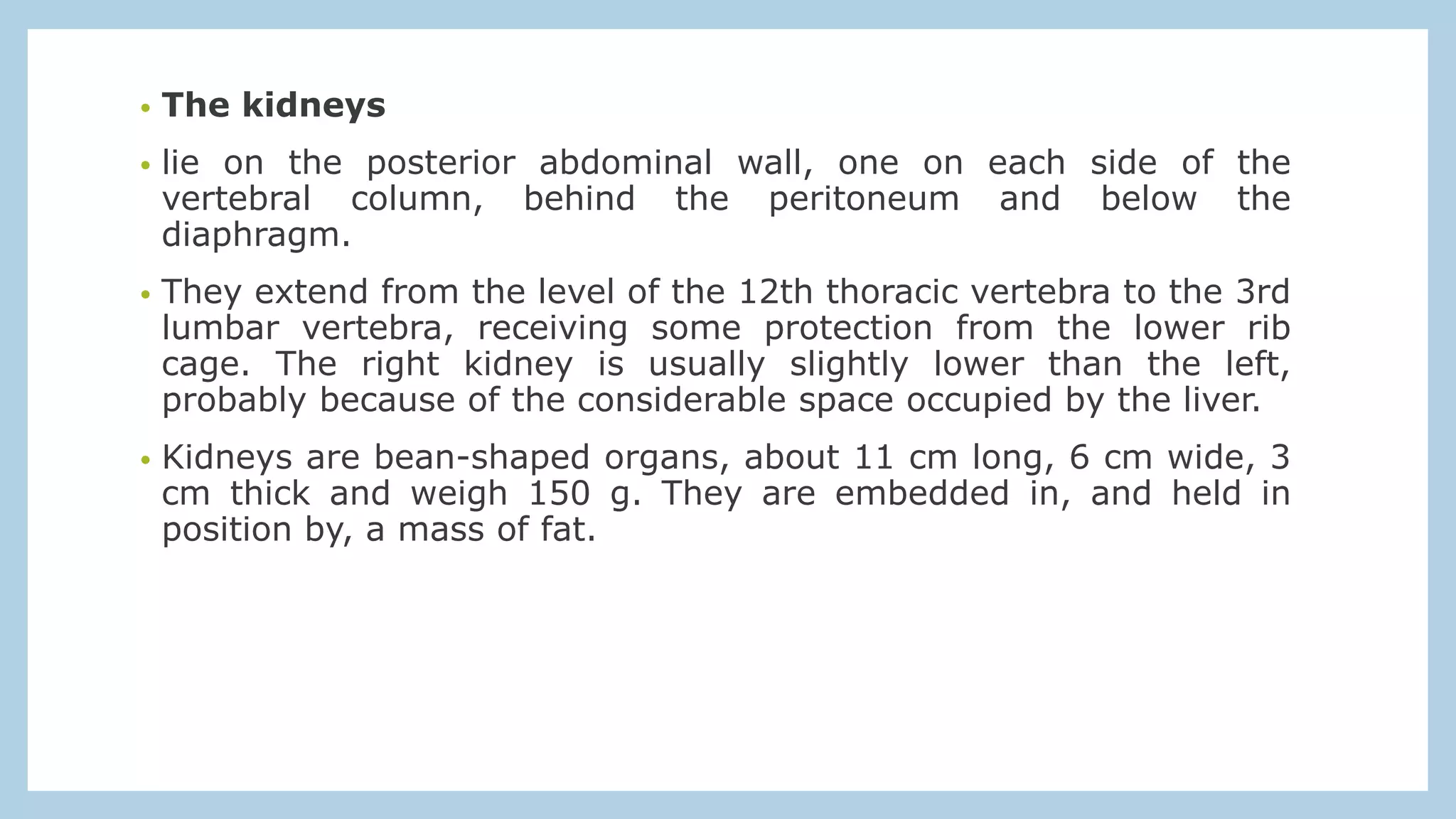 • The kidneys
• lie on the posterior abdominal wall, one on each side of the
vertebral column, behind the peritoneum and below the
diaphragm.
• They extend from the level of the 12th thoracic vertebra to the 3rd
lumbar vertebra, receiving some protection from the lower rib
cage. The right kidney is usually slightly lower than the left,
probably because of the considerable space occupied by the liver.
• Kidneys are bean-shaped organs, about 11 cm long, 6 cm wide, 3
cm thick and weigh 150 g. They are embedded in, and held in
position by, a mass of fat.
 