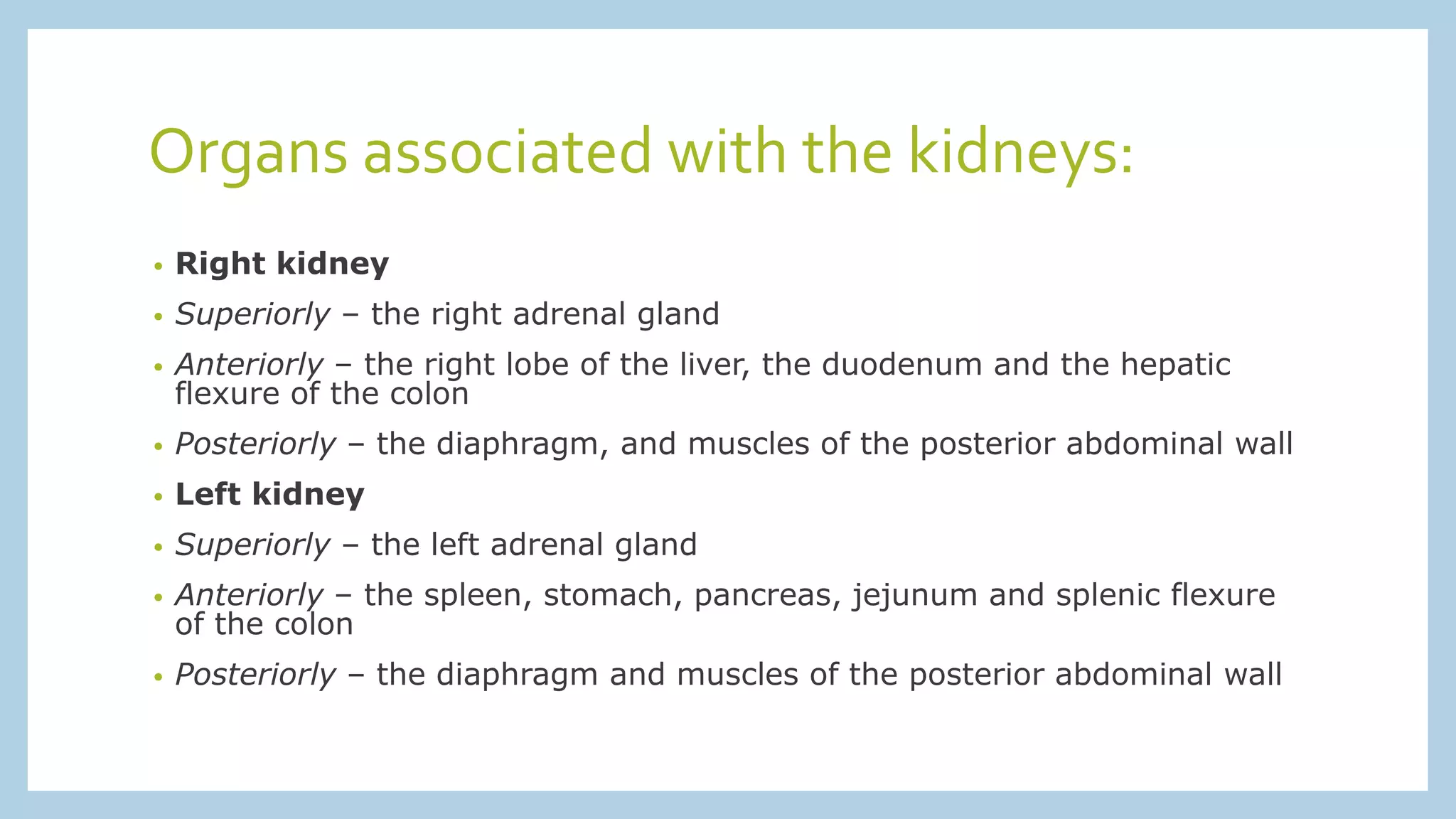 Organs associated with the kidneys:
• Right kidney
• Superiorly – the right adrenal gland
• Anteriorly – the right lobe of the liver, the duodenum and the hepatic
flexure of the colon
• Posteriorly – the diaphragm, and muscles of the posterior abdominal wall
• Left kidney
• Superiorly – the left adrenal gland
• Anteriorly – the spleen, stomach, pancreas, jejunum and splenic flexure
of the colon
• Posteriorly – the diaphragm and muscles of the posterior abdominal wall
 