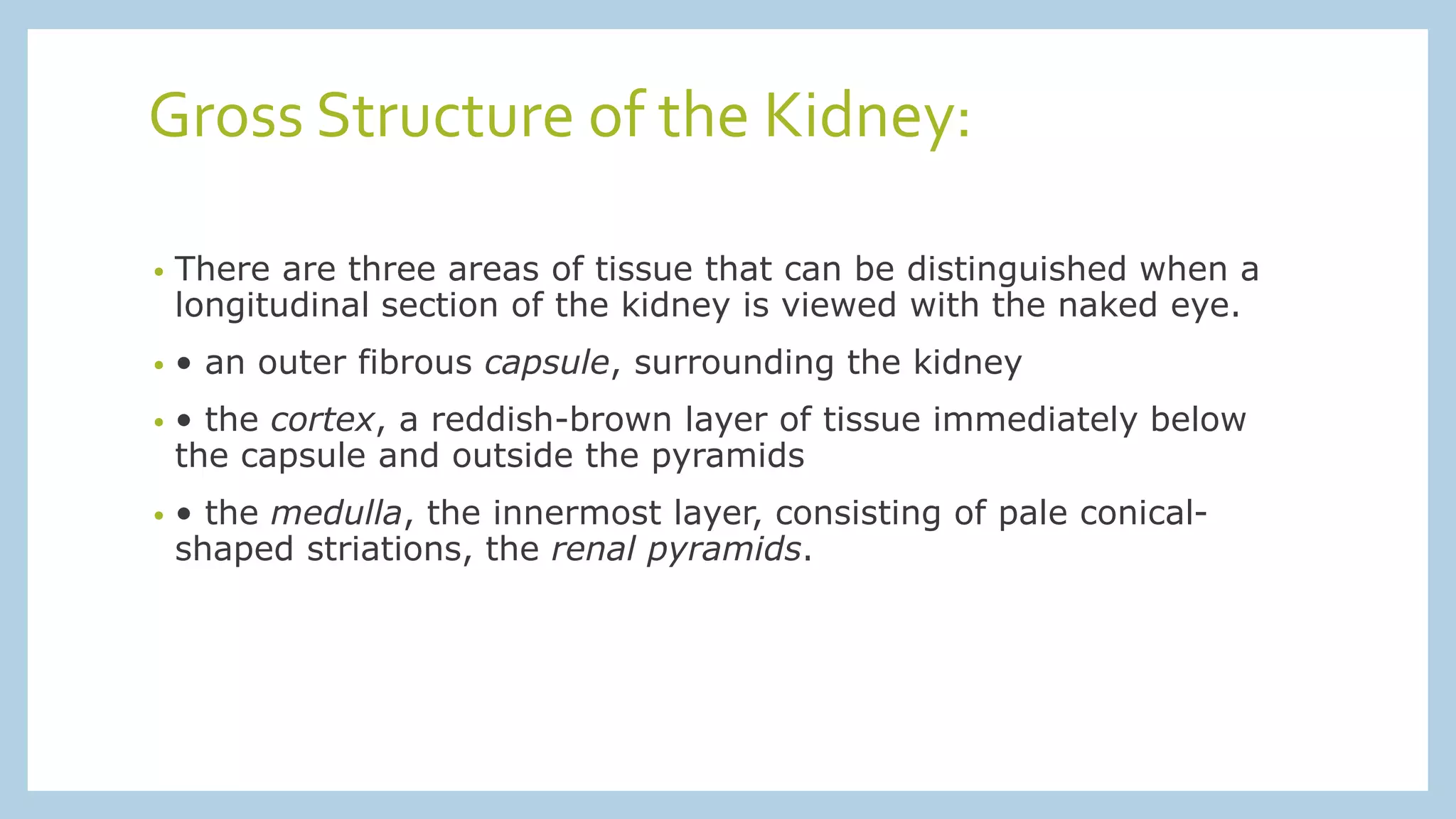 Gross Structure of the Kidney:
• There are three areas of tissue that can be distinguished when a
longitudinal section of the kidney is viewed with the naked eye.
• • an outer fibrous capsule, surrounding the kidney
• • the cortex, a reddish-brown layer of tissue immediately below
the capsule and outside the pyramids
• • the medulla, the innermost layer, consisting of pale conical-
shaped striations, the renal pyramids.
 