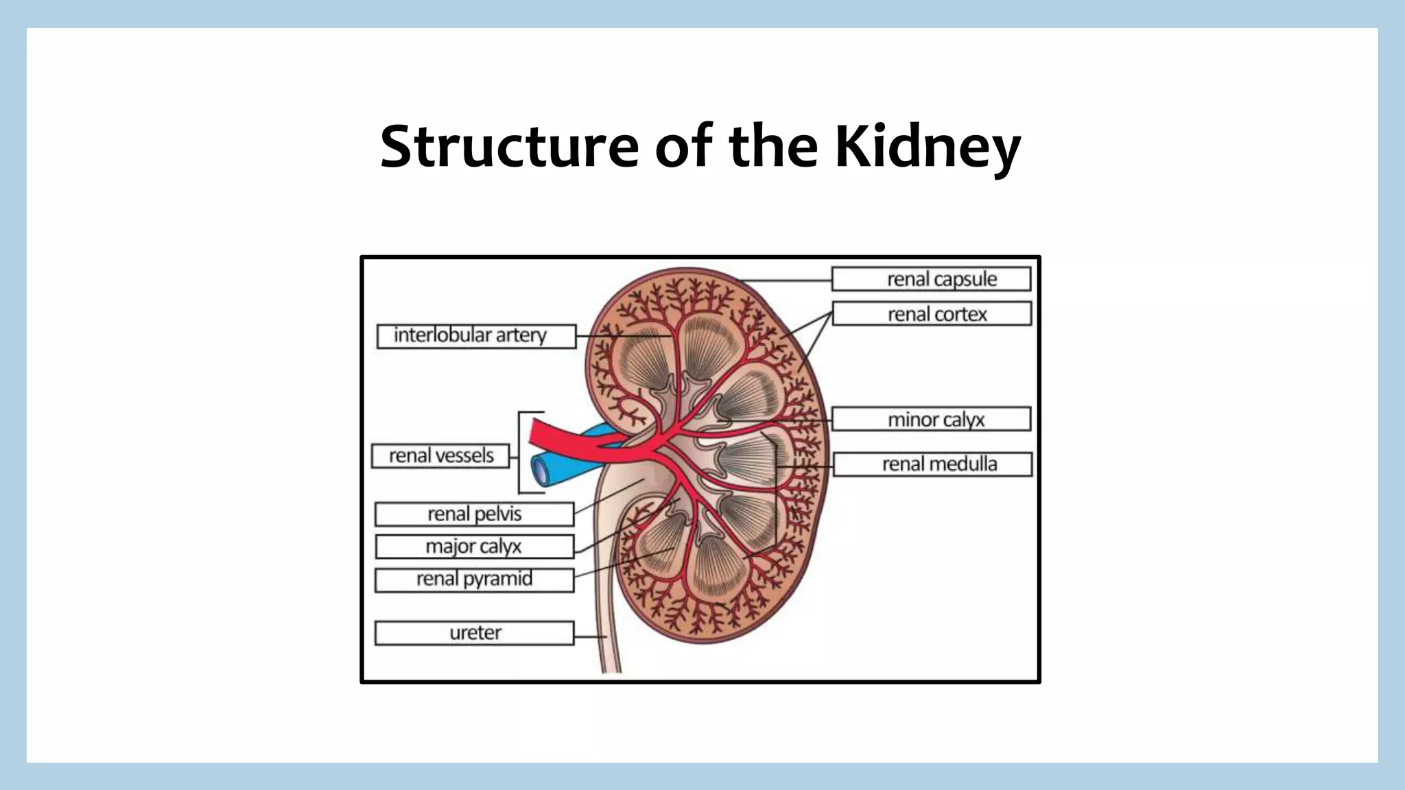 Structure of the Kidney
 