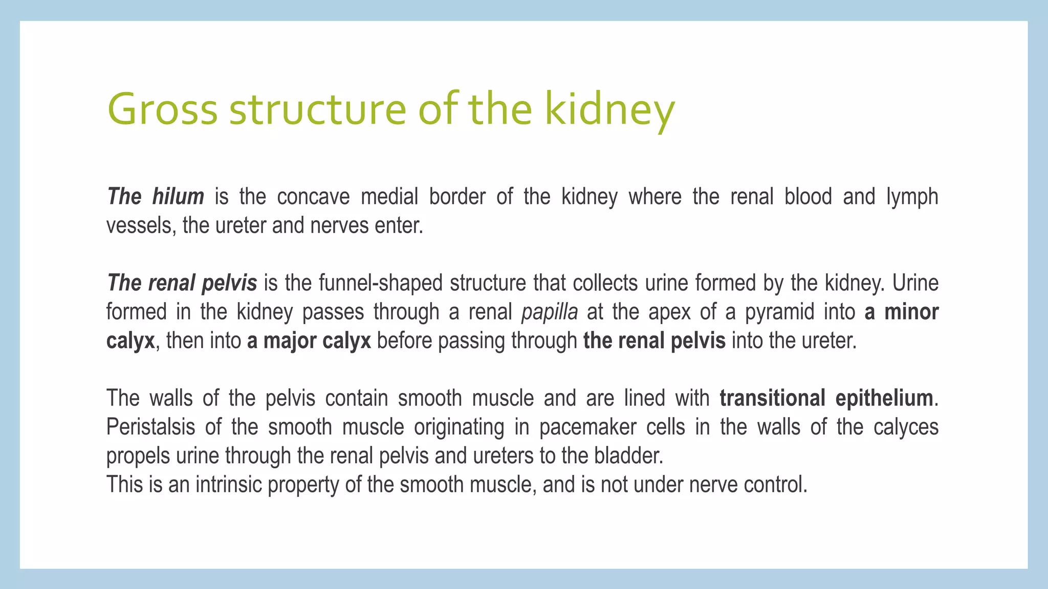 Gross structure of the kidney
The hilum is the concave medial border of the kidney where the renal blood and lymph
vessels, the ureter and nerves enter.
The renal pelvis is the funnel-shaped structure that collects urine formed by the kidney. Urine
formed in the kidney passes through a renal papilla at the apex of a pyramid into a minor
calyx, then into a major calyx before passing through the renal pelvis into the ureter.
The walls of the pelvis contain smooth muscle and are lined with transitional epithelium.
Peristalsis of the smooth muscle originating in pacemaker cells in the walls of the calyces
propels urine through the renal pelvis and ureters to the bladder.
This is an intrinsic property of the smooth muscle, and is not under nerve control.
 
