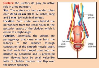 Ureters:-The ureters do play an active
role in urine transport.
Size. The ureters are two slender tubes
each 25 to 30 cm (10 to 12 inches) long
and 6 mm (1/4 inch) in diameter.
Location. Each ureter runs behind the
peritoneum from the renal hilum to the
posterior aspect of the bladder, which it
enters at a slight angle.
Function. Essentially, the ureters are
passageways that carry urine from the
kidneys to the bladder through
contraction of the smooth muscle layers
in their walls that propel urine into the
bladder by peristalsis and is prevented
from flowing back by small valve-like
folds of bladder mucosa that flap over
the ureter openings.
 