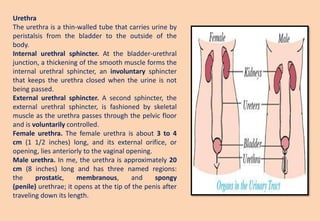 Urethra
The urethra is a thin-walled tube that carries urine by
peristalsis from the bladder to the outside of the
body.
Internal urethral sphincter. At the bladder-urethral
junction, a thickening of the smooth muscle forms the
internal urethral sphincter, an involuntary sphincter
that keeps the urethra closed when the urine is not
being passed.
External urethral sphincter. A second sphincter, the
external urethral sphincter, is fashioned by skeletal
muscle as the urethra passes through the pelvic floor
and is voluntarily controlled.
Female urethra. The female urethra is about 3 to 4
cm (1 1/2 inches) long, and its external orifice, or
opening, lies anteriorly to the vaginal opening.
Male urethra. In me, the urethra is approximately 20
cm (8 inches) long and has three named regions:
the prostatic, membranous, and spongy
(penile) urethrae; it opens at the tip of the penis after
traveling down its length.
 