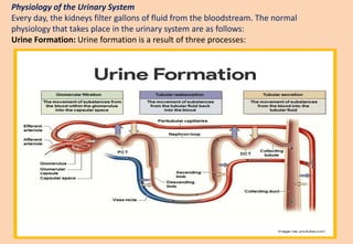 Physiology of the Urinary System
Every day, the kidneys filter gallons of fluid from the bloodstream. The normal
physiology that takes place in the urinary system are as follows:
Urine Formation: Urine formation is a result of three processes:
 